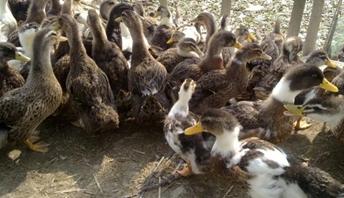 遇到鸭肝炎怎么办?龙昌胆汁酸帮你干