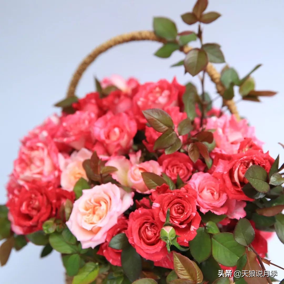 四月最浪漫的蔷薇花,最浪漫的四月花