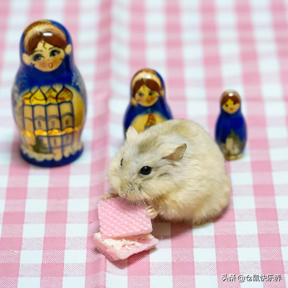 仓鼠躺着一动不动只喘气,仓鼠躺着不动了身上还湿一块