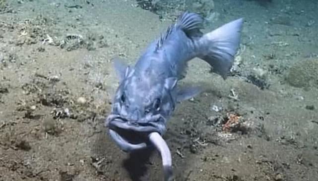 人类捕捉了史上最诡异的深海怪鱼,海底拍到巨大的石斑鱼