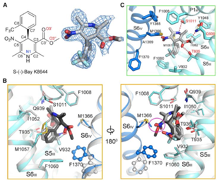 冷冻电镜最新研究,冷冻电镜研究成果涌现