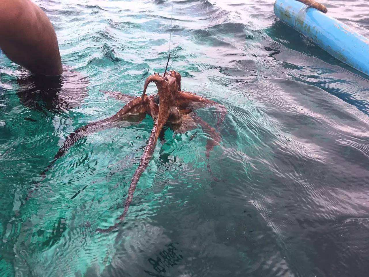 科学家发现章鱼高智商谜,八爪鱼真的是外星人吗