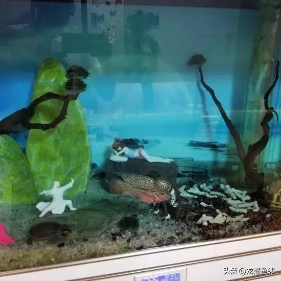 罗汉鱼的另类打开方式——爱您就给您痛的印记