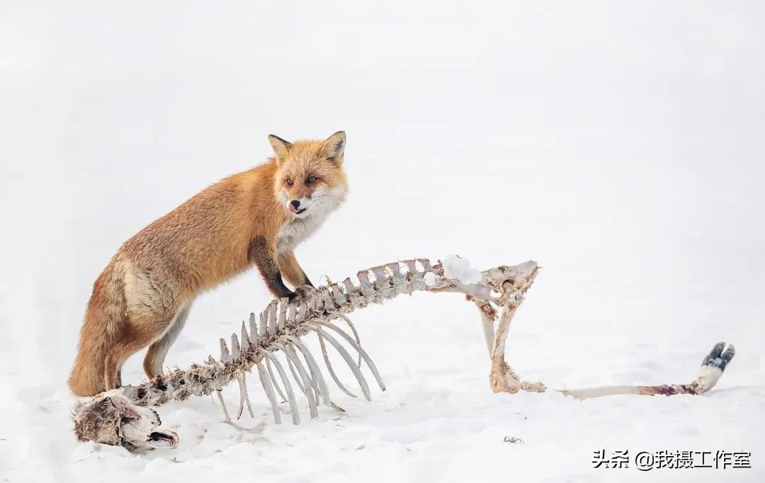 第16届国际摄影艺术展获奖作品,第29届全国摄影艺术展览作品集