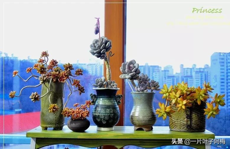 哪些多肉适合养老桩?多肉老桩摆窗台最精致了,看一眼就忘不了