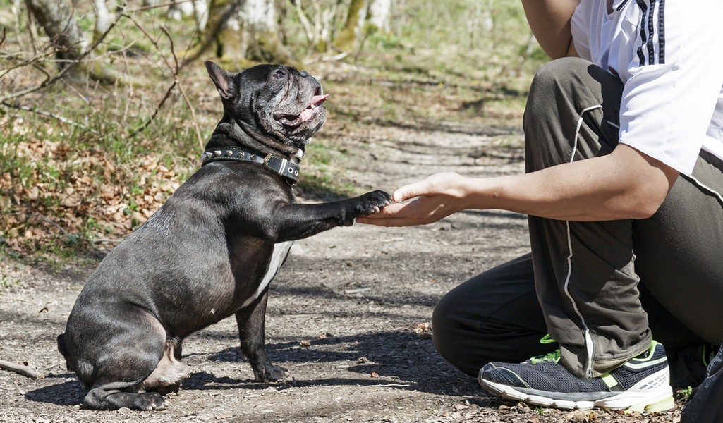 法国斗牛犬品种简介,狗狗品种法国斗牛犬