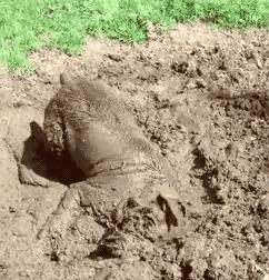 卖泥巴需要什么手续,卖泥巴的利润有多大