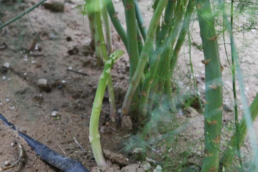 发现巴彦淖尔新物种|小小绿芦笋,走出红红火火致富路