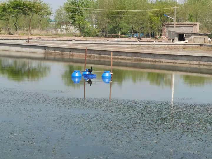 新滩野生甲鱼,生态甲鱼仿野生甲鱼