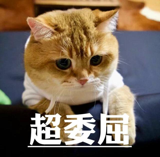 怎么让别人家的猫咪喜欢你,怎么让你家猫咪爱上你