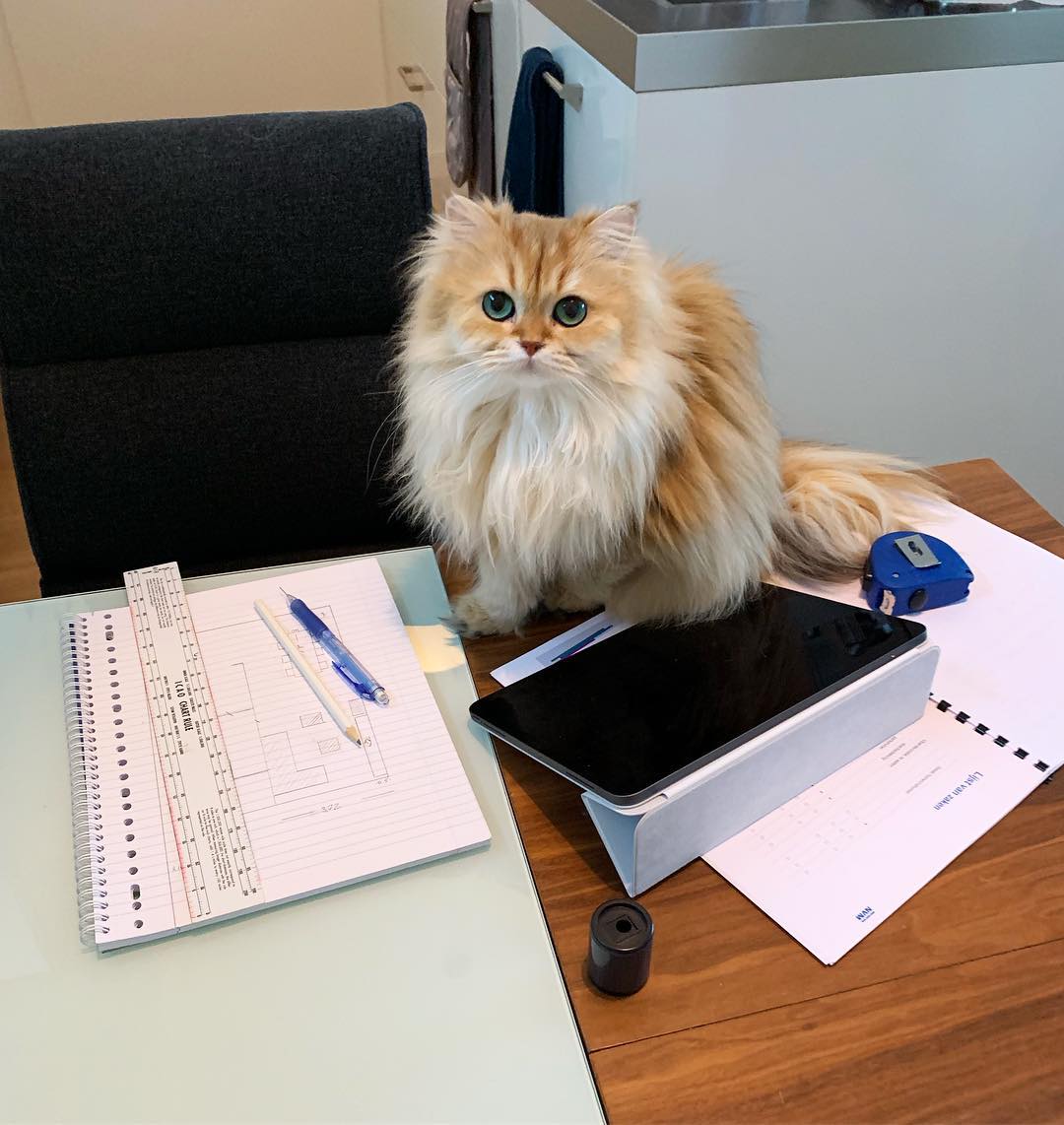 猫咪拉肚子和猫瘟的区别,猫咪确诊了猫瘟喝点水就想吐