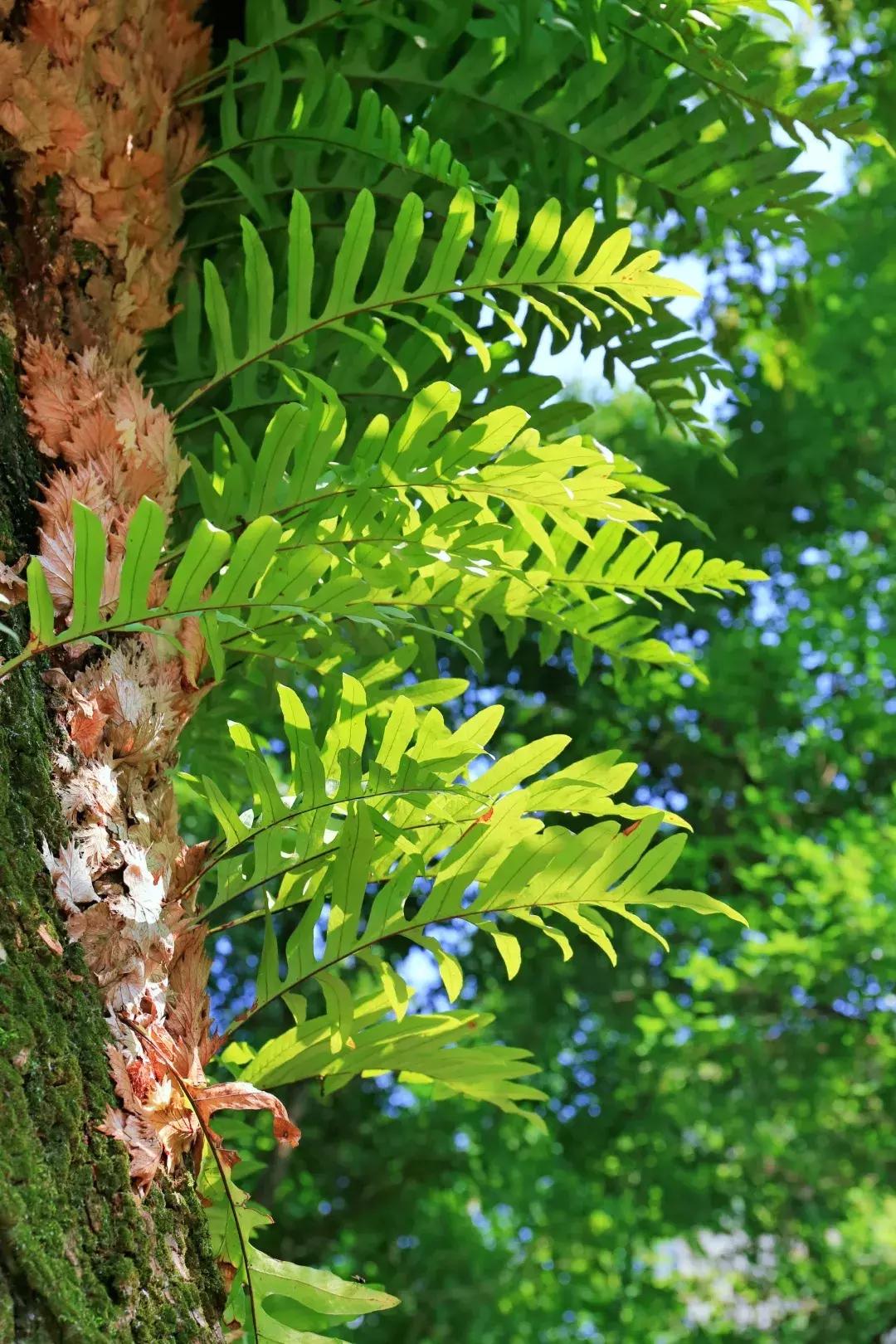 江西省南康中学校歌歌词,大余南安中学校歌