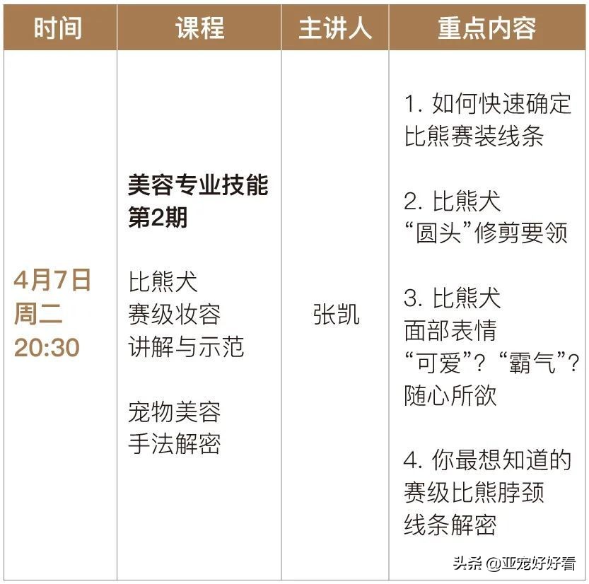 亚宠云课堂,比熊犬赛级妆造型