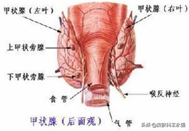身上无毛长毛是什么原因,有女性身上不长毛毛是什么原因