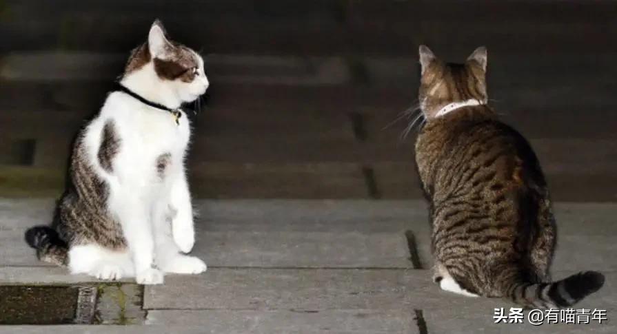 英国第一御猫,英国第一猫拉里视频