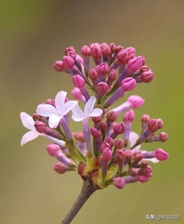6月到了，送你6花6蝶6鸟6景6曲6诗，这月顺顺利利。