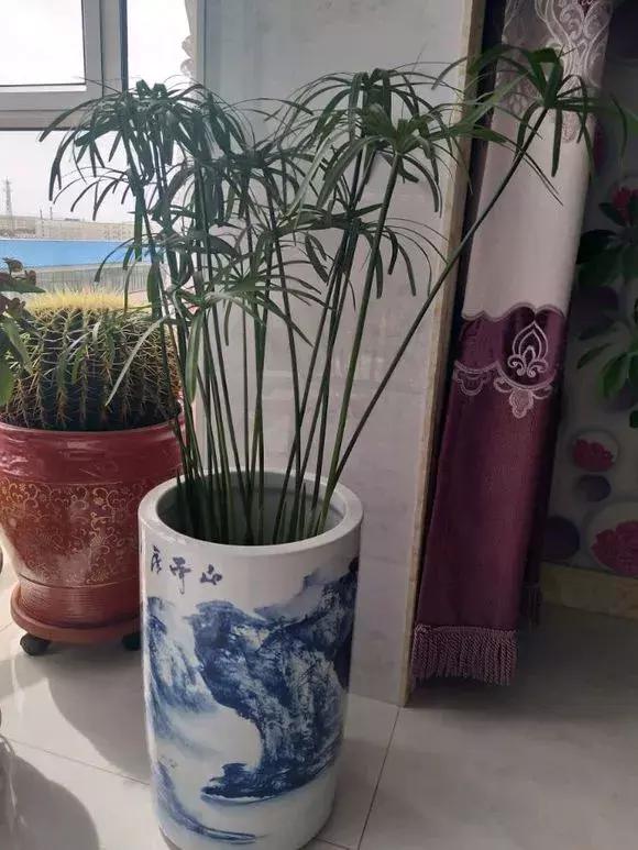 铜钱草与马蹄莲区别,马蹄金铜钱草怎么更旺盛