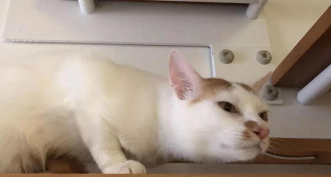 什么原因会导致猫咪便秘,猫咪便便软不成形分析