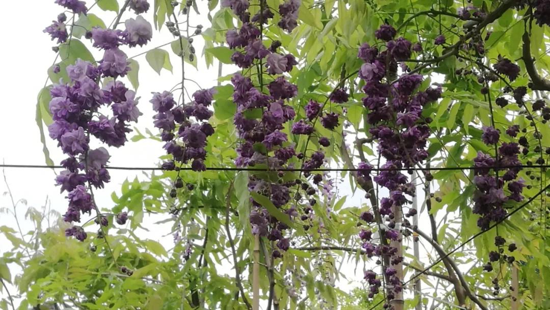 网红古树紫藤花,网红紫藤花