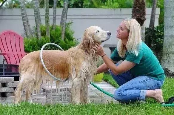 给金毛洗了澡还会掉毛吗,金毛洗完澡后晒干