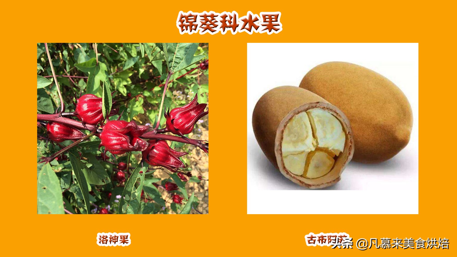 水果百科知识大全水果种类,水果种类大全水果如何分类