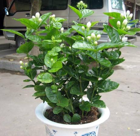 盆栽茉莉花一盆栽几棵好,茉莉花四季开花盆栽