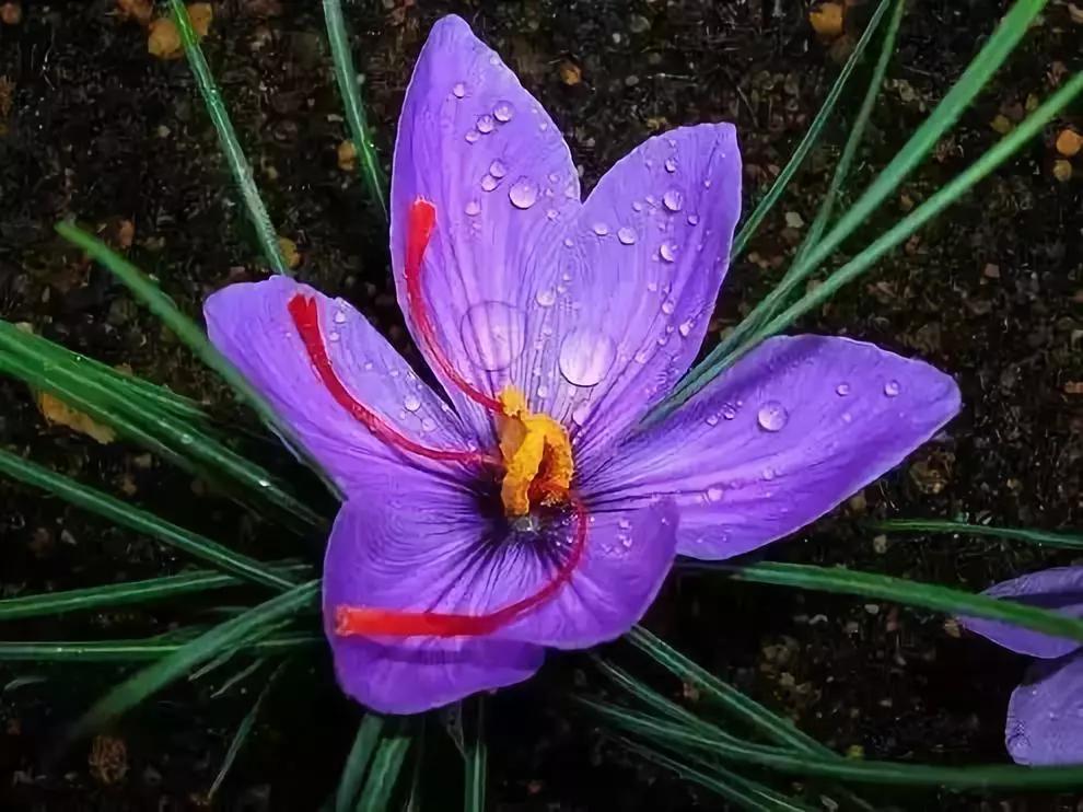 十大天价植物种子,十大顶级名贵植物