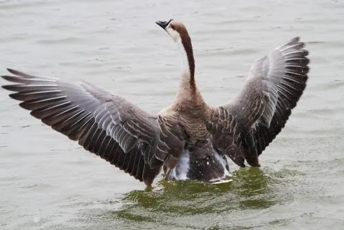 养鹅看家护院什么品种好,打工赚不到钱回家养鸡