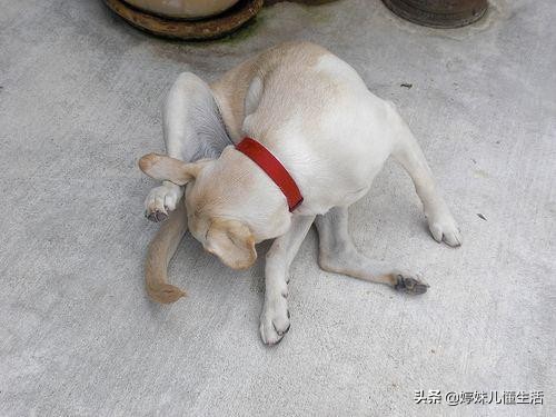 狗狗躺在身边一直舔是什么原因,狗狗突然疯狂舔地板呕吐怎么回事