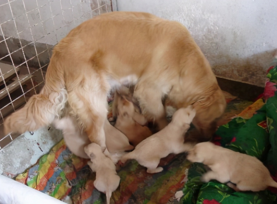 为什么母狗会咬死自己的幼崽,母狗为什么会咬死自己的孩子