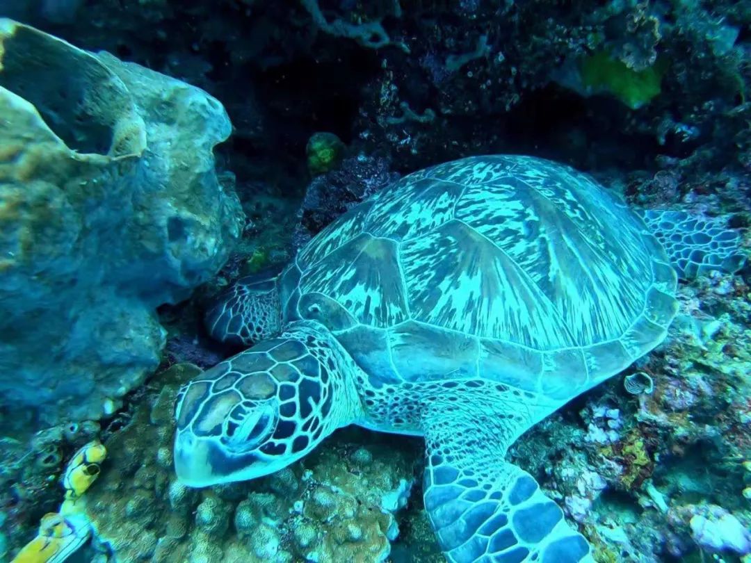 美娜多6天4晚旅游攻略,旅游体验师100个名额