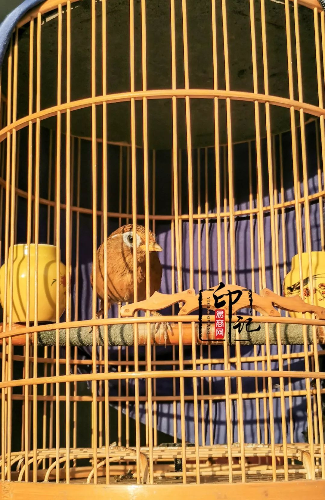 商丘道北花鸟批发市场,商丘花鸟宠物市场