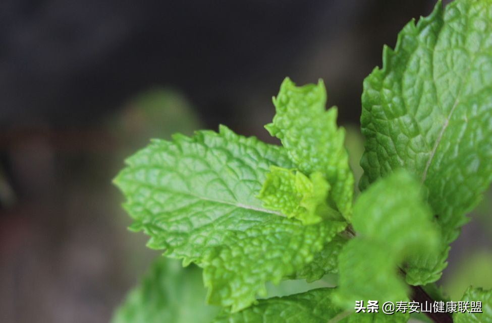 what？薄荷不但可以减肥？还能美发