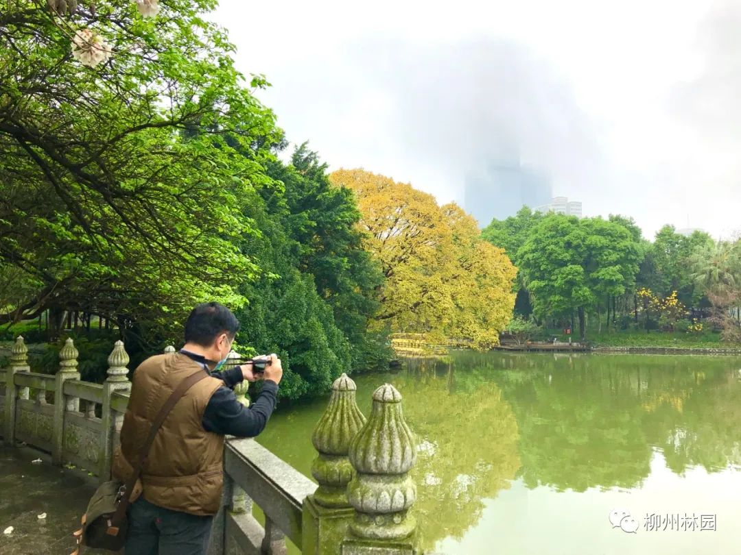 柳州的柳侯公园特色,柳州柳侯公园秋天美景