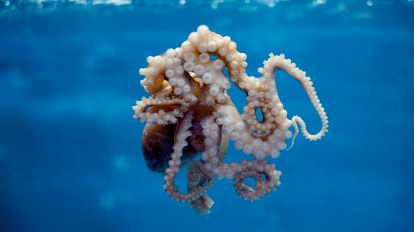 简易龙虾汤泡饭,打边炉花胶鸡汤泡饭做法