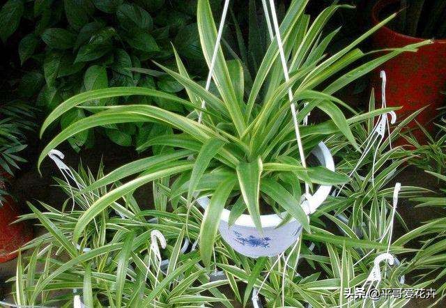 吊兰绿萝浇水的正确方法,吊兰绿萝黄叶怎么补救