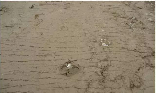 公路工程常见质量通病防治手册,市政公路质量通病手册