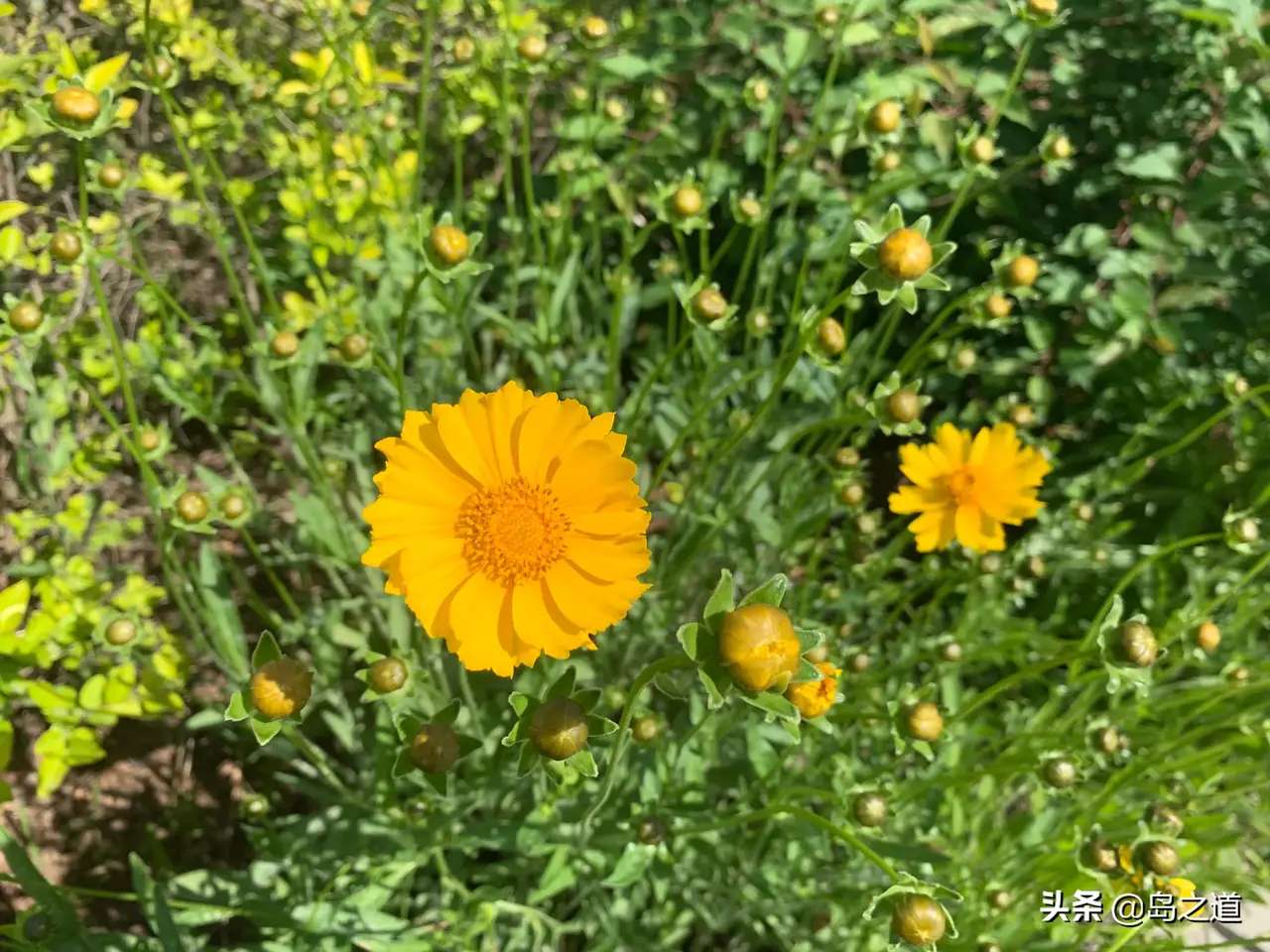 含12生肖的植物名,用十二生肖组成的植物名