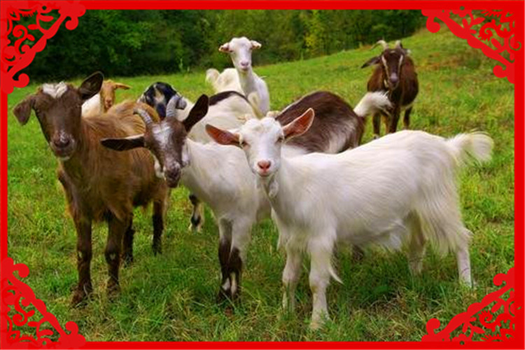 目前农村养殖什么最好赚钱,最新农村养殖什么投资少赚钱快