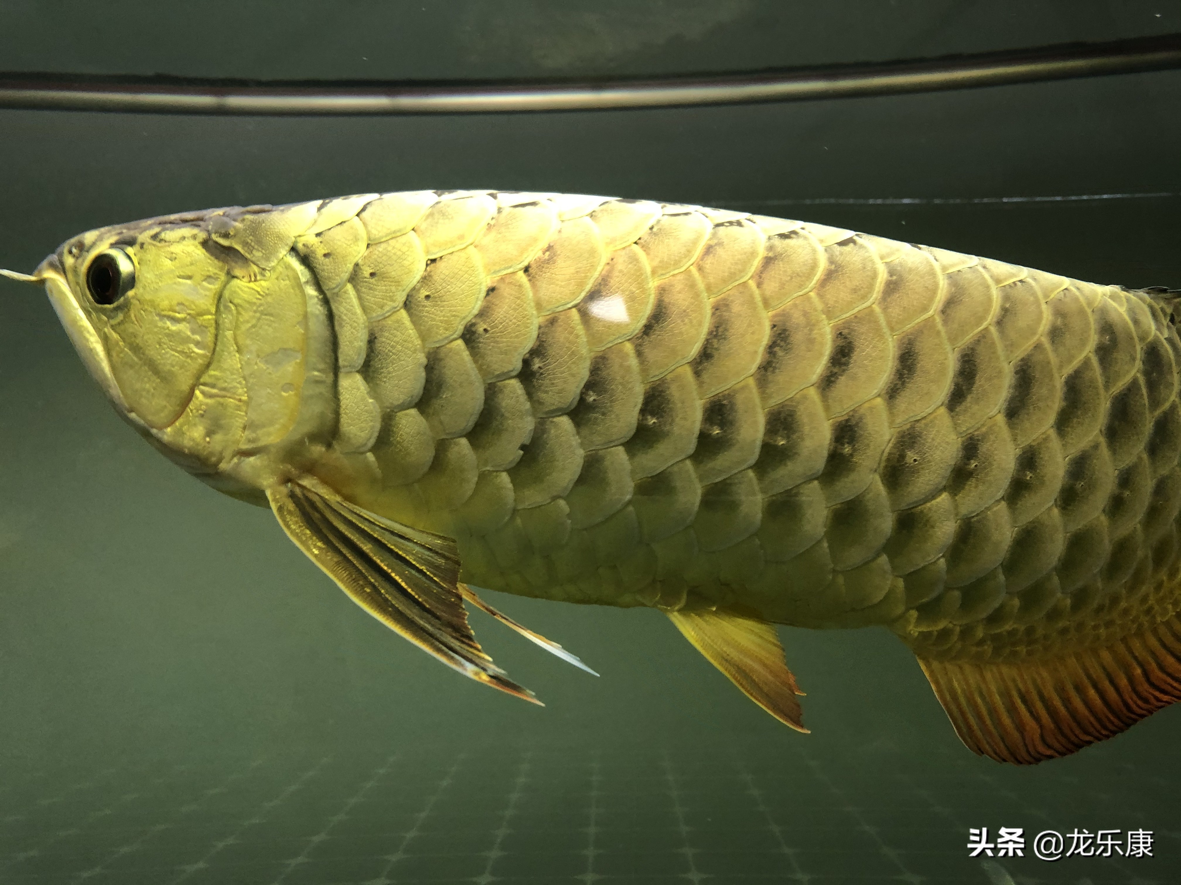 怎么形容龙鱼专业术语,龙鱼介绍