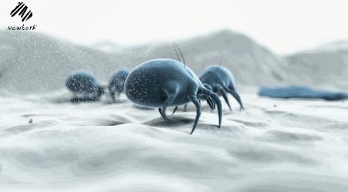 裸睡被子喷完除螨虫剂可以不洗吗,有螨虫的床裸睡会有什么危害