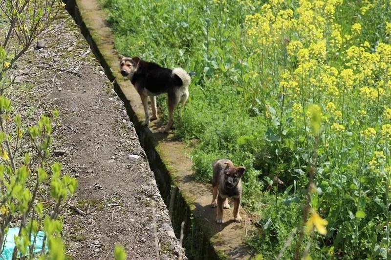 诸暨方言和其他方言比较,诸暨话方言美女