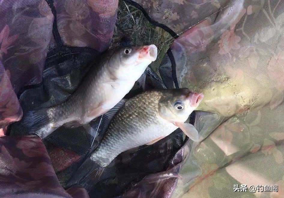 滑口鱼居多的坑怎么钓,滑口鱼口乱用什么浮漂