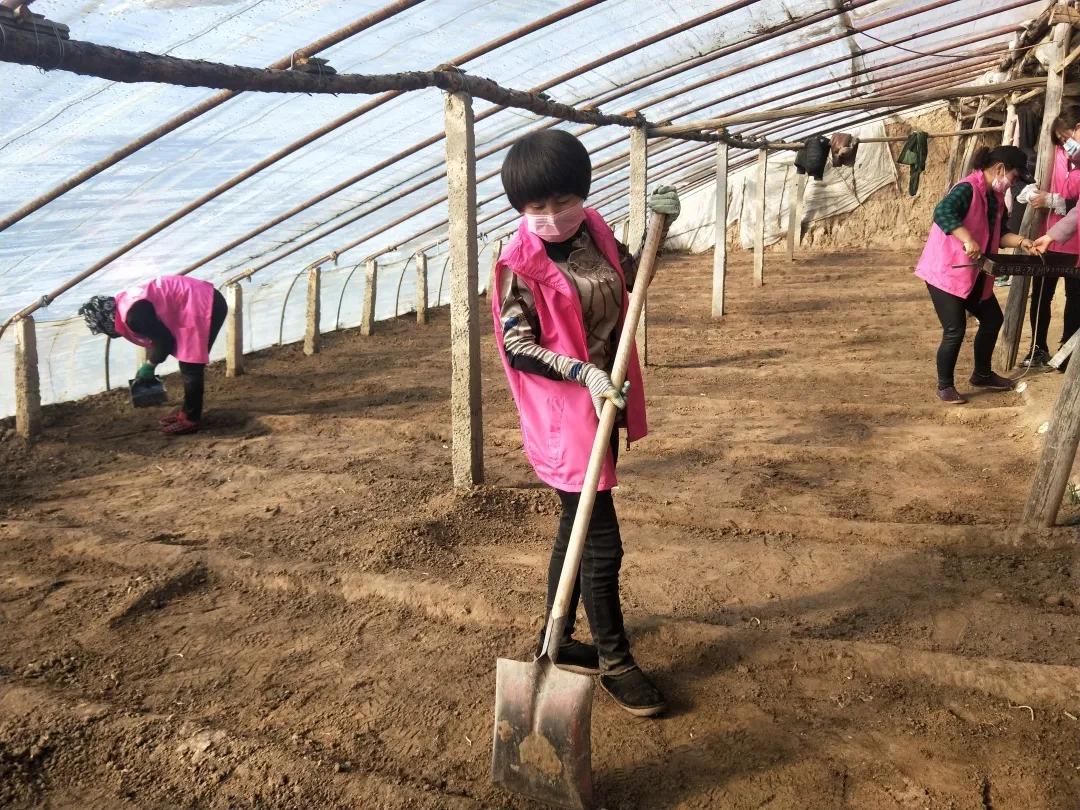 战疫芳华别样三八丨巾帼雷锋志愿先行·“抗疫生产”拼双赢“巾帼雷锋”助春耕