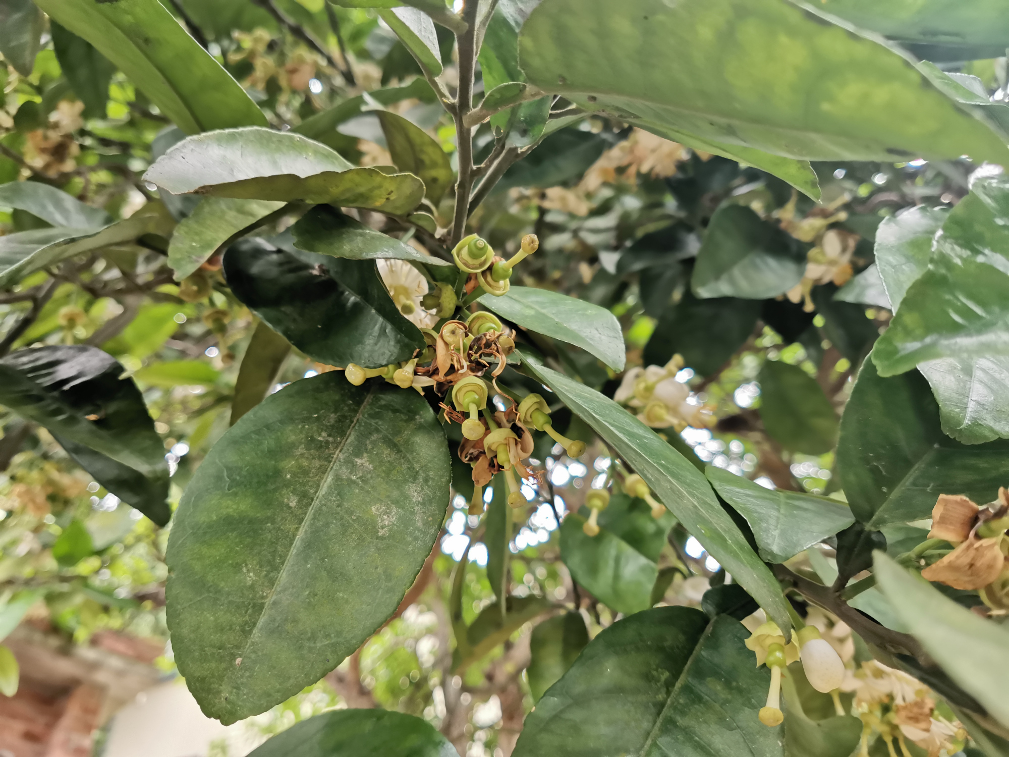 种植柚子的禁忌是什么,种植柚子遇到难解决的麻烦问题