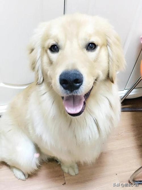 适合家庭饲养的宠物犬推荐,好饲养的小型宠物犬推荐