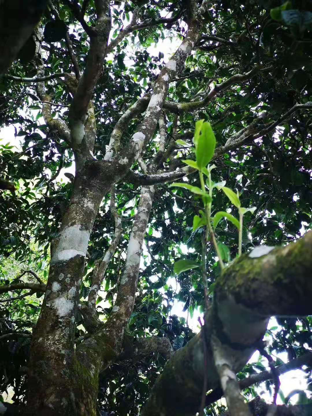 勐库古树茶勐库香韵,临沧勐库邦改茶
