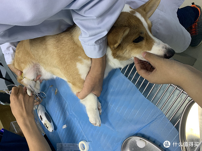 想要养狗养啥狗,想要养狗的句子