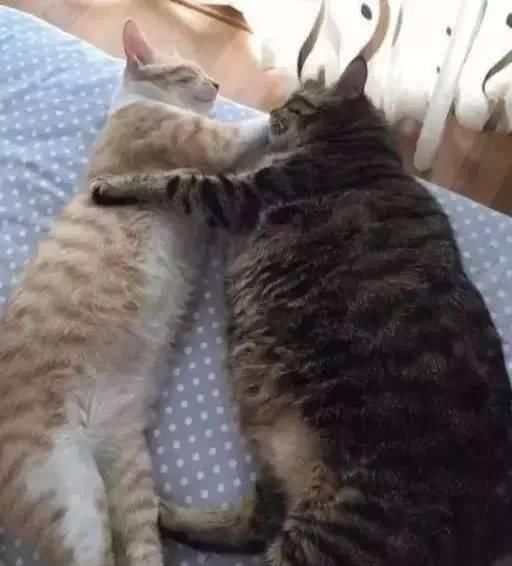 最适合家养的猫排名橘猫,最胖的品种猫排名