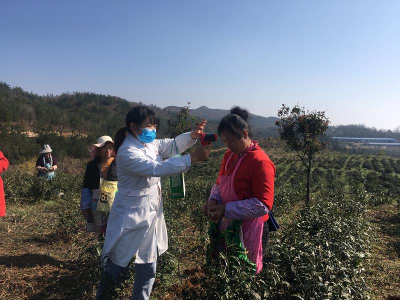 一杯茶汤见匠心盘州亿阳农业疫情防控春茶采摘“两不误”